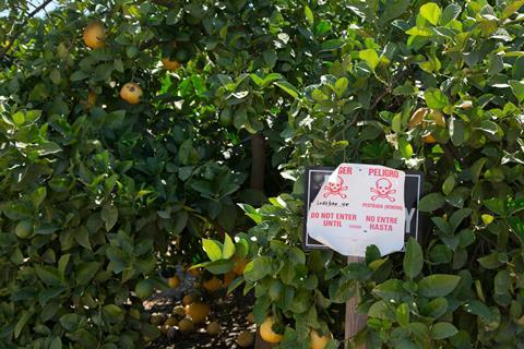 An image showing a sign warning of the application of the pesticide Lorsban (Chlorpyrifos) in a California orange grove 