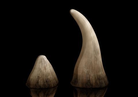 Rhinoceros horn sold on the black market for use in traditional Chinese medicine 