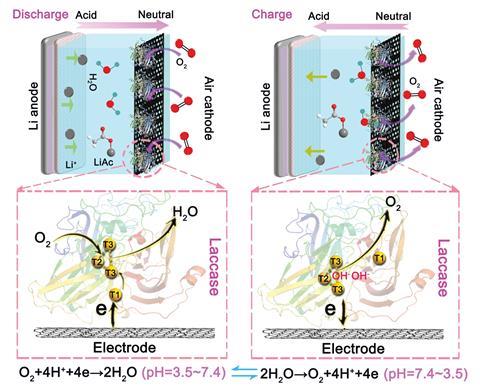 A scheme showing the working principles of the Li-air battery catalysed by laccase