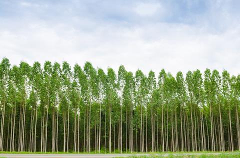 An image showing an eucalyptus tree forest