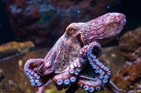 Octopus