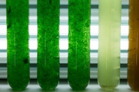 Microalgae culture