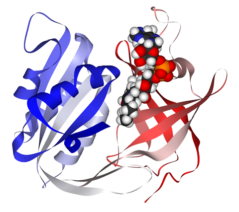 Ribbon diagram of human erythrocytic NADH cytochrome-b5 reductase (methemoglobin reductase), with FAD bound.