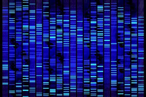 DNA Sequence