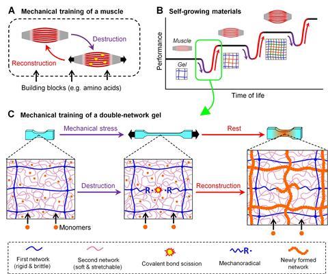 A conceptual scheme of the self-growing hydrogels
