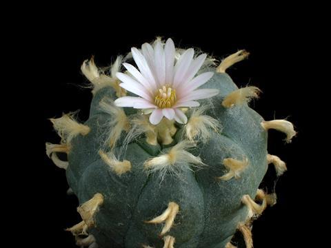 Lophophora williamsii cactus with flower