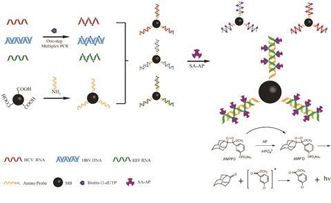 Illustration of one step multiplex RT-PCR and chemiluminescence detection of multiple viruses.