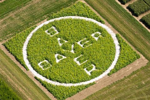 An image showing the Bayer logo letters written on a grass lawn 