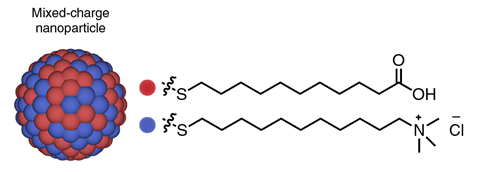 An image showing gold NPs 