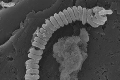 SEM image of Mn@NCNTs-800