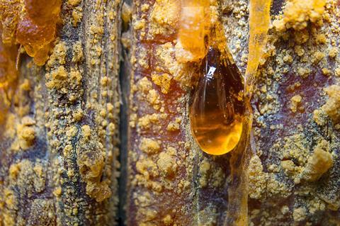 amber resin tree sap