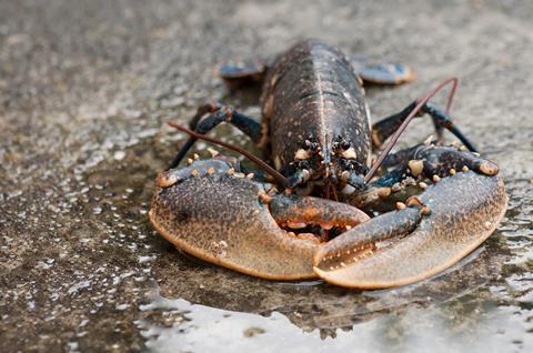Live conmmon lobster, Homarus gammarus, on wet stone