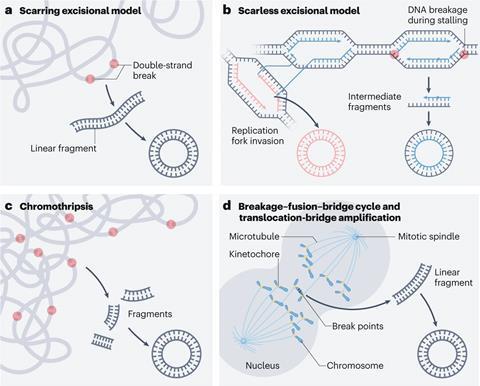 Diagrams of mechanisms that facilitate ecDNA biogenesis: Scarring excisional model; Scarless excisional model; Chromothripsis; Breakage-fusion-bridge cycle and translocation-bridge amplification