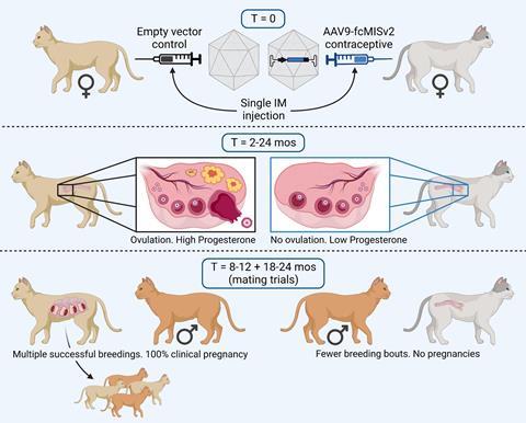 A diagram showing how the new contraception works vs the control. Cats who received the medication have no ovulation and therefore no pregnancies. The control group cats have high progesterone and ovulation which leads to multiple successful breedings.