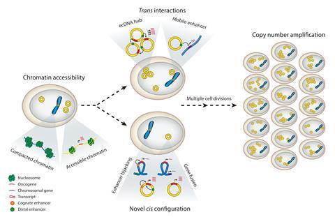 Scheme showing that ecDNA drives increases gene transcription:  (a) ecDNA lacks higher-order chromatin compaction and is highly accessible for transcription. (b) ecDNA can form cooperative transcriptional hubs (left) and can act as a mobile enhancer and promote chromosomal gene transcription (right). (c) ecDNA promotes oncogene transcription through circularization and genomic rearrangement. (d) Oncogene transcription is driven by a high abundance of ecDNA. Abbreviation: ecDNA, extrachromosomal DNA.