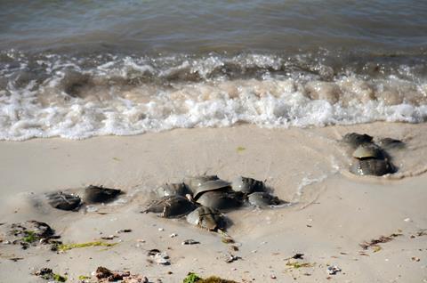 Horsesoe crabs