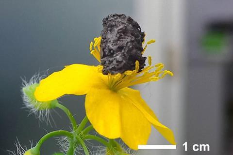 Nanoporous nickel cathodes for lithium oxygen batteries are ultralight, shown here balanced on flower stamens.