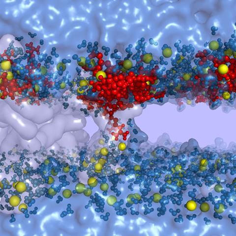 Simulation depicting an arginine amino acid getting inserted into the phospholipid bilayer
