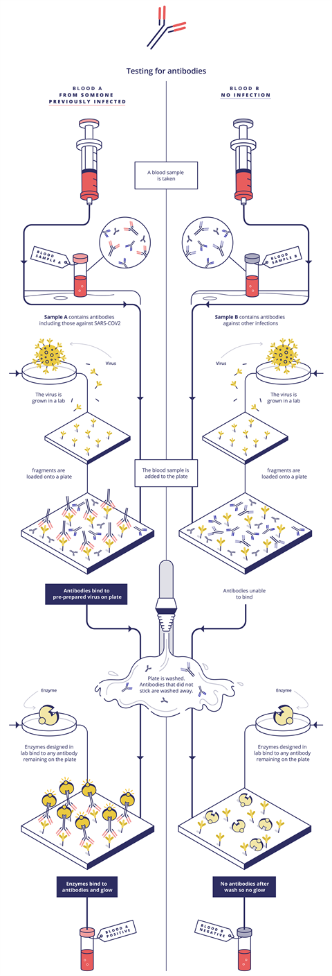 A schematic showing testing for antibodies