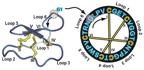 Cyclotides form three disulfide bonds with a knot arrangement 