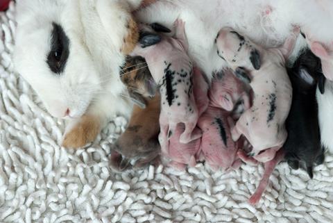 A photo of newborn rabbits suckling from their mother