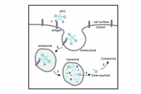 The ADC delivery mechanism