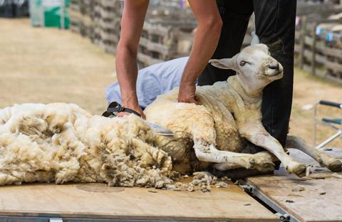 Shearing sheep