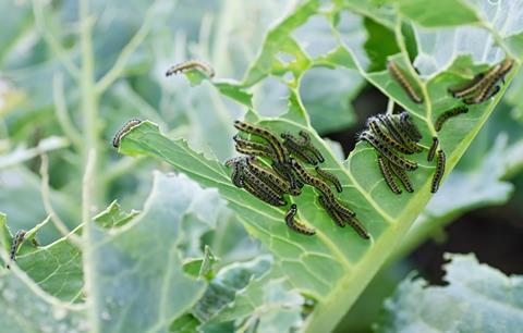 Caterpillars of the cabbage butterfly larvae eat the leaves of the white cabbage