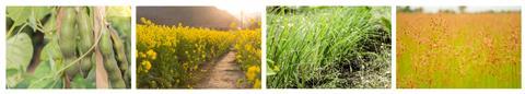 A collated image showing velvet bean, mustard plants, lemongrass and fimbristylis