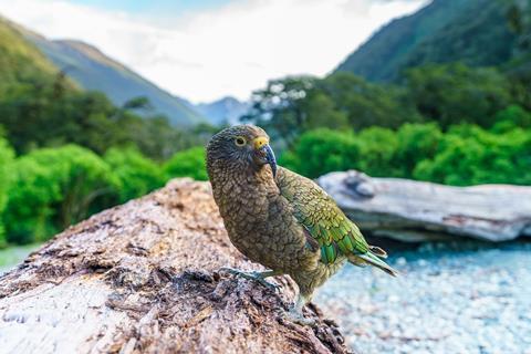 Kea parrot in New Zealand
