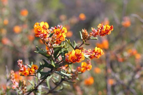 Gastrolobium polystachyum, a poisonous wildflower endemic to Western Australia