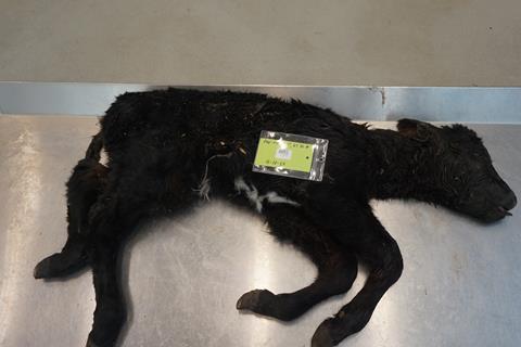 Dead calf