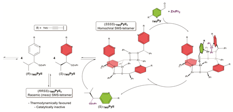 Scheme of the autocatalytic model of the Denmark proposal.34,35 For simplicity, the autocatalytic cycle of the (R)-enantiomer has been omitted. The product alkoxide TMSPyII aggregates to a square-macrocycle-square (SMS) tetramer which can accommodate a molecule of both ZniPr2 and TMSPy aldehyde. Upon reaction of both, a molecule of TMSPyII is released which can further aggregate. Only the homochiral tetramer is catalytically active; the inactive (and more stable) meso tetramer acts as a minor enantiomer trap and thus drives asymmetric amplification.