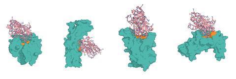 Four structures showing AI-designed antibodies binding to a series of antigenic sites