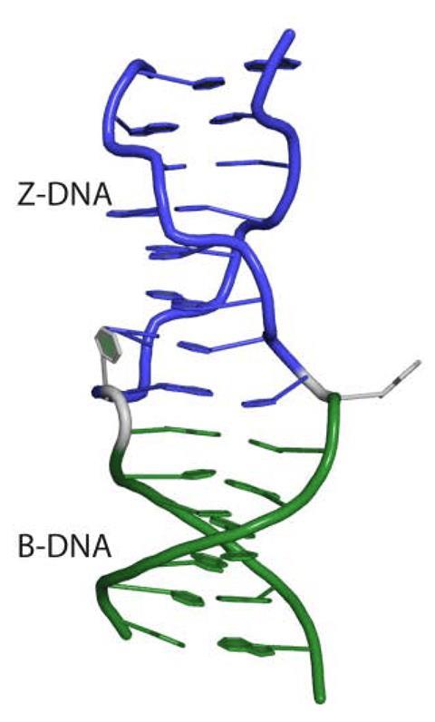 Z- and B- DNA junction