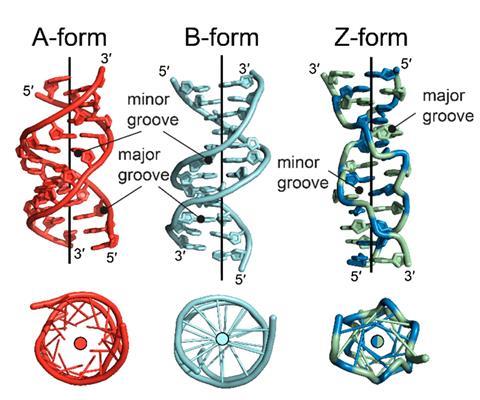 A-, B- and Z- DNA