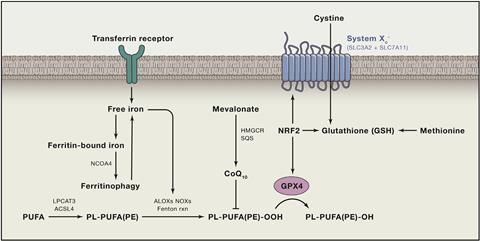 Understanding Alzheimer's - PIB