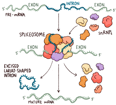 An image showing a spliceosome scheme