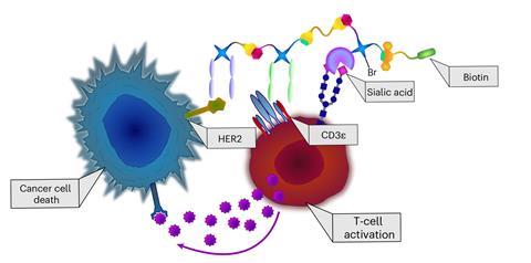 A diagram showing a T-cell activation causing a cancer cell death