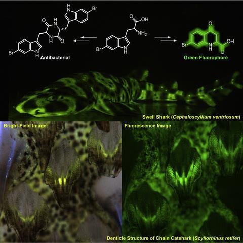 A previously undescribed group of brominated tryptophan-kynurenine small molecule metabolites responsible for the green biofluorescence in two species of sharks