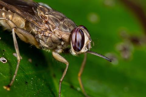 Tsetse Fly