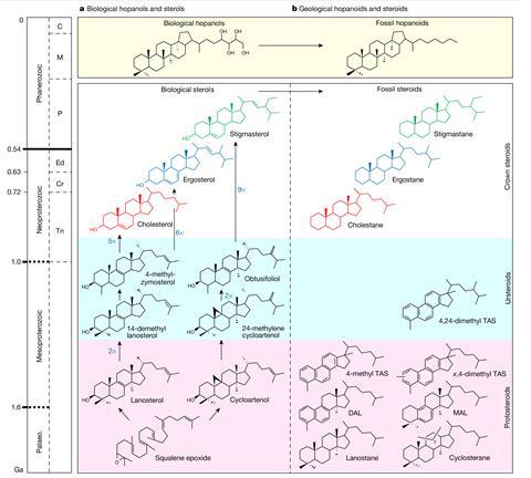 A table of organic chemical structures comparing biological hopanols to fossil hopanoids