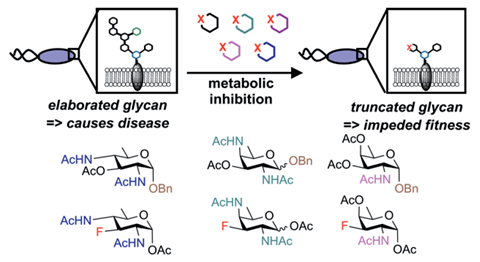 An image showing metabolic inhibitors of bacterial glycan biosynthesis