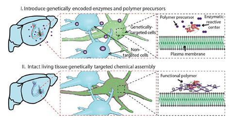 An image showing the specific instantiation shown is enzyme/H2O2–catalyzed functional polymerization in brain