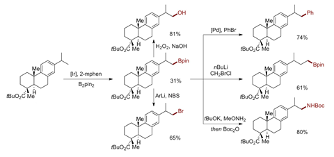 An image showing the borylation and derivatization of tert-butyl ester of dehydroabietic acid