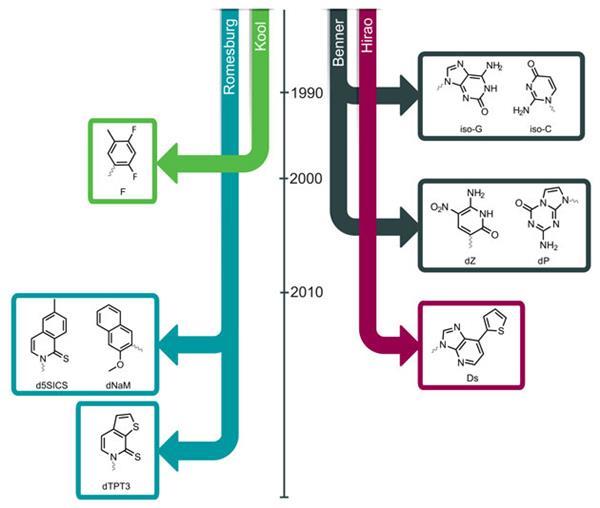 On stranger nucleotides | Feature | Chemistry World