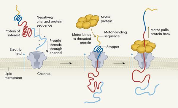 Nanopore sequencing set to transform our understanding of proteins ...