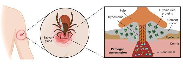 Tick Particles Protein cement is the trick to how ticks stick | Research | Chemistry World