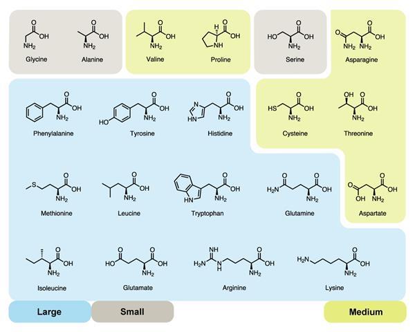 Why are there 20 amino acids? | Feature | Chemistry World