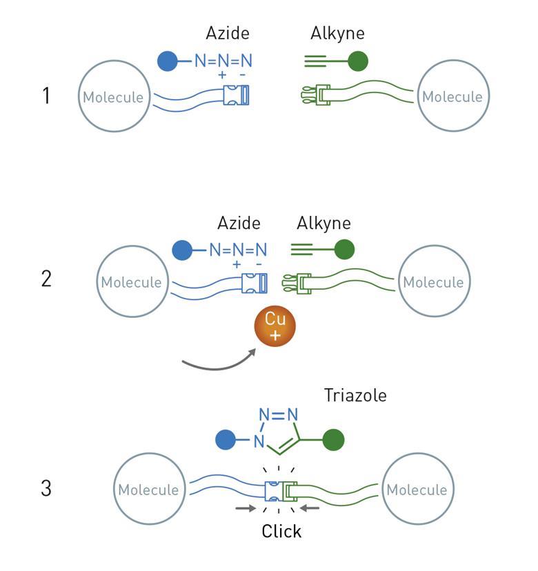 Explainer: Why Have Bioorthogonal And Click Chemistry Won The 2022 ...